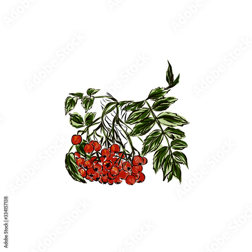 Rowan berries on a branch with leaves