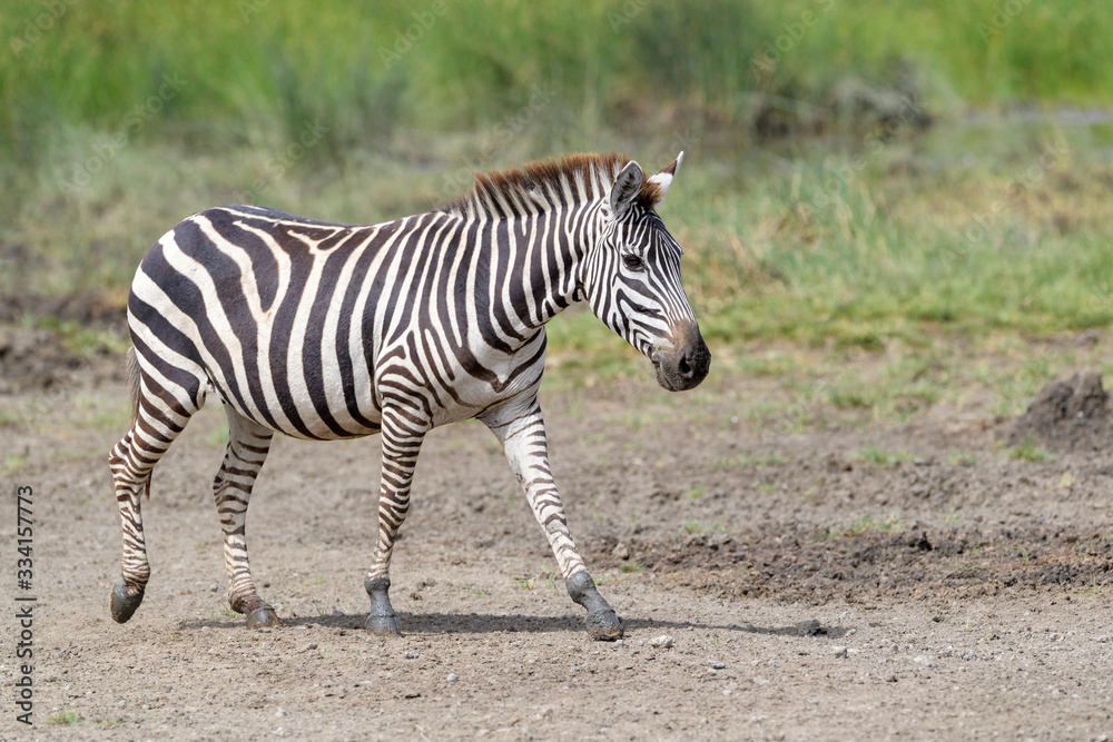 Common or Plains Zebra (Equus quagga) walking at edge of swamp, Ngorongoro crater national park, Tanzania Common or Plains Zebra (Equus quagga) walking at edge of swamp, Ngorongoro crater national park, Tanzania
