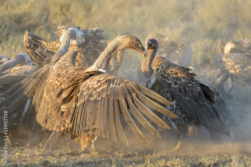 Rüppell's vulture (Gyps rueppelli) fighting at carcass, Ngorongoro conservation area, Tanzania. photo