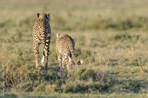 Cheetah (Acinonyx jubatus) mother and cub, walking together on savanna, seen from behind, Ngorongoro conservation area, Tanzania. © andreanita