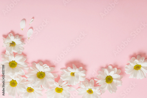 white chrysanthemum on pink paper background