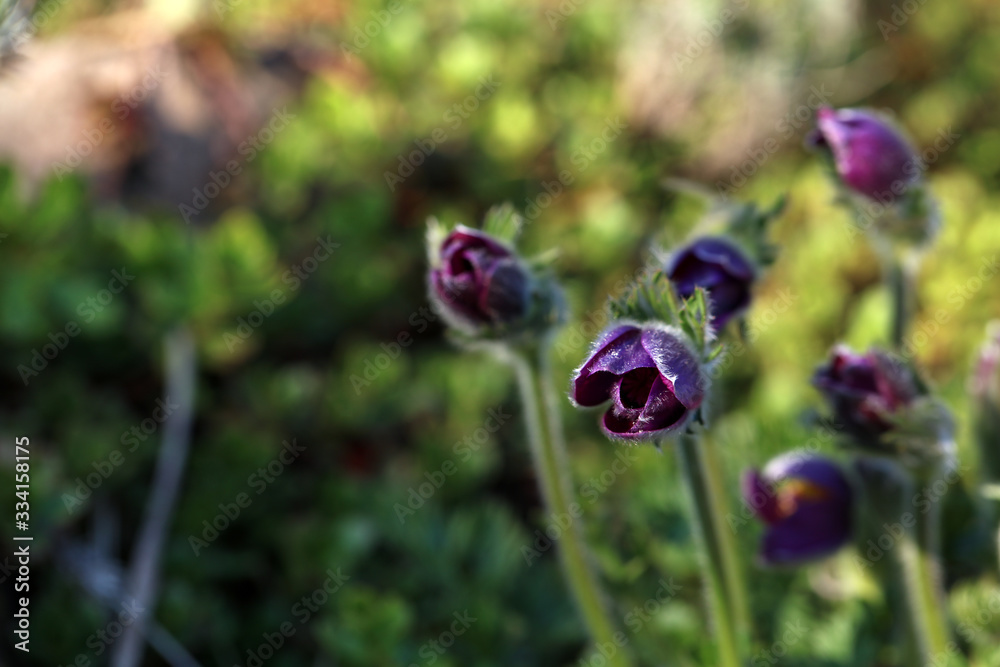 Küchenschelle Pulsatilla Vulgaris Küchenschelle Pulsatilla Vulgaris