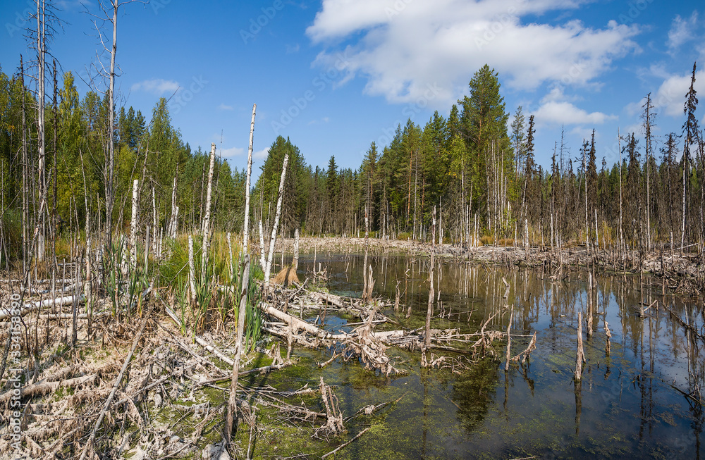 An impassable swamp in the Taiga Tundra climate zone in the Arkhangelsk region of the Russian Federation. An impassable swamp in the Taiga Tundra climate zone in the Arkhangelsk region of the Russian Federation.