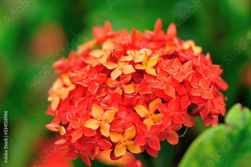 The Ixora chinensis Lam In full bloom in spring garden.