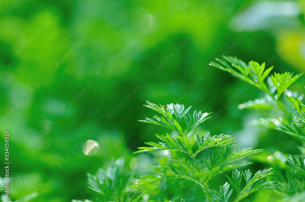 Green carrot plants in growth at vegetable garden Green carrot plants in growth at vegetable garden