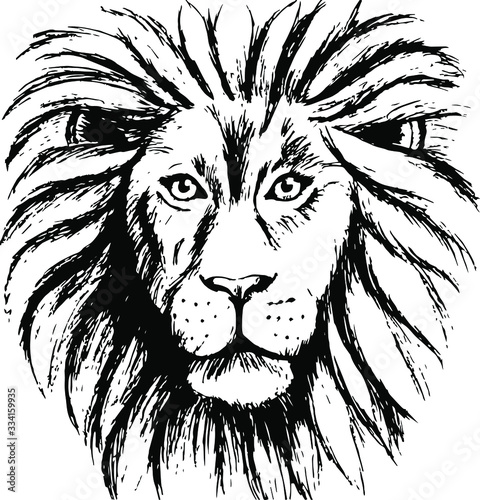 Vector drawing of a lion's head. Lion is the king of the animals. Lion for the logo.