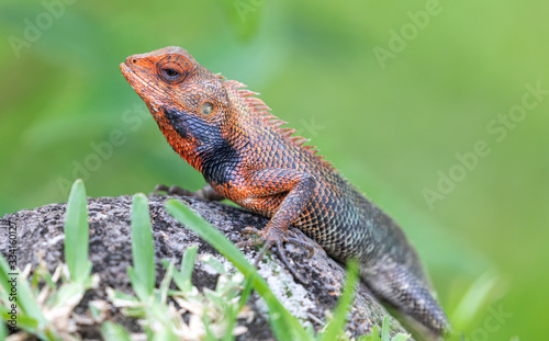 Close-up view of a male Oriental garden lizard (Calotes versicolor)