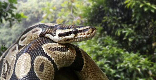 Close-up view of a royal python (Python regius)