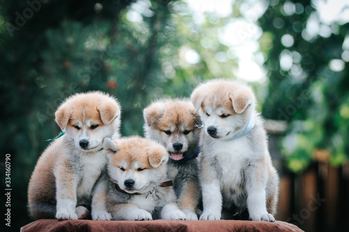 Fototapeta Naklejka Na Ścianę i Meble -  Akita inu puppies litter posing outside. Cute puppies together.	