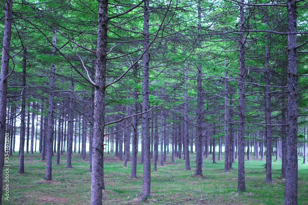 Fototapeta premium 木