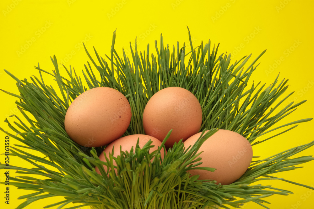 Brown eggs on green grass, isolated on yellow background Brown eggs on green grass, isolated on yellow background