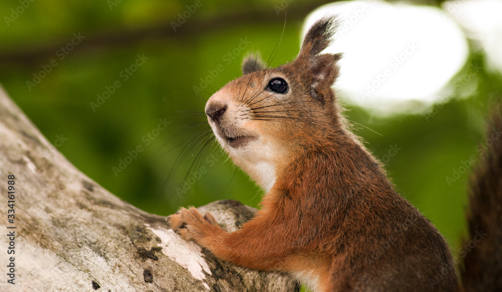 squirrel on tree squirrel on tree
