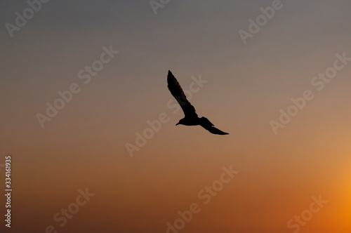 birds flying in the sky