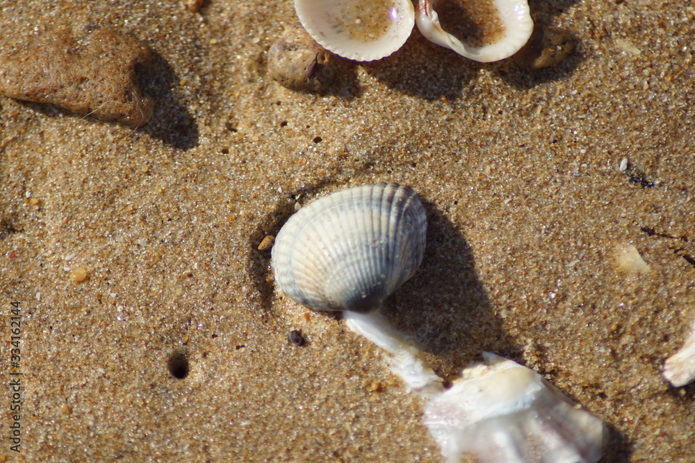 coquillage coquillage