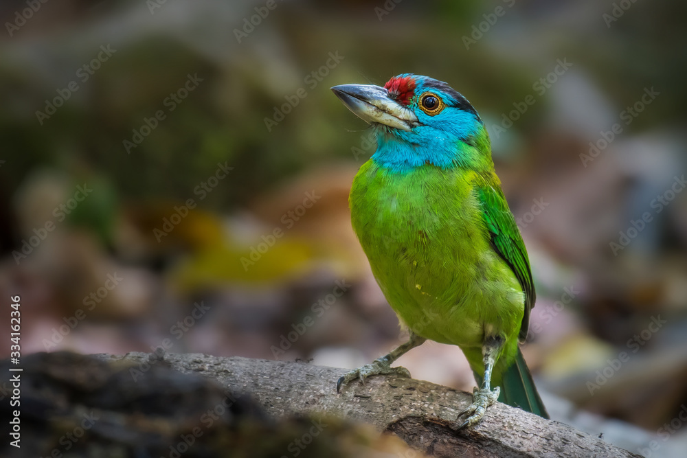 Blue-throated barbet bird on branch in nature