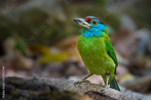 Blue-throated barbet bird on branch in nature