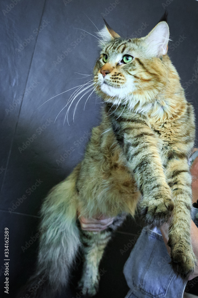 Obraz premium Maine Coon