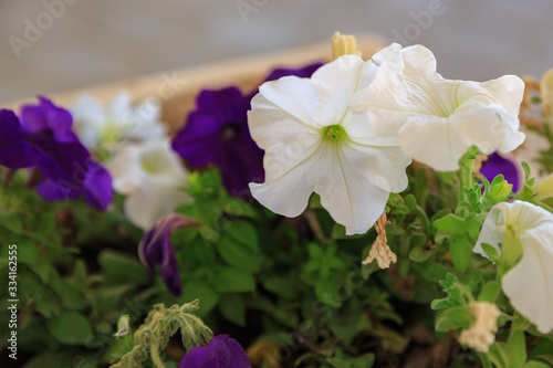 White and violet petunias