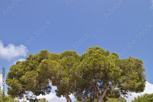 Side view on a treetop and blue sky © Christian
