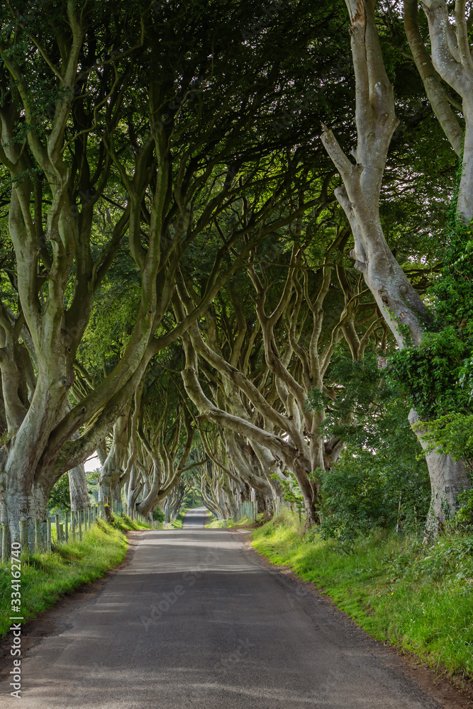 The Dark Hedges im Sommer - County Antrim, Nordirland