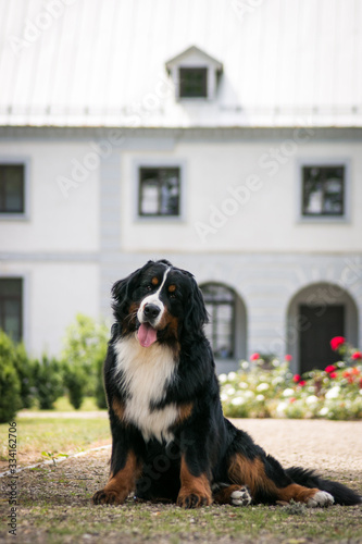 Bernese mountain dog posing in beautiful city park outside. 