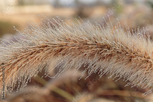 Macro photo of fluffy grass with dew