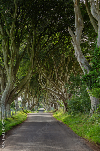 Obraz na płótnie The Dark Hedges im Sommer - County Antrim, Nordirland w salonie