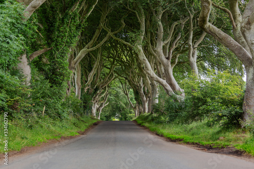 The Dark Hedges im Sommer - County Antrim, Nordirland