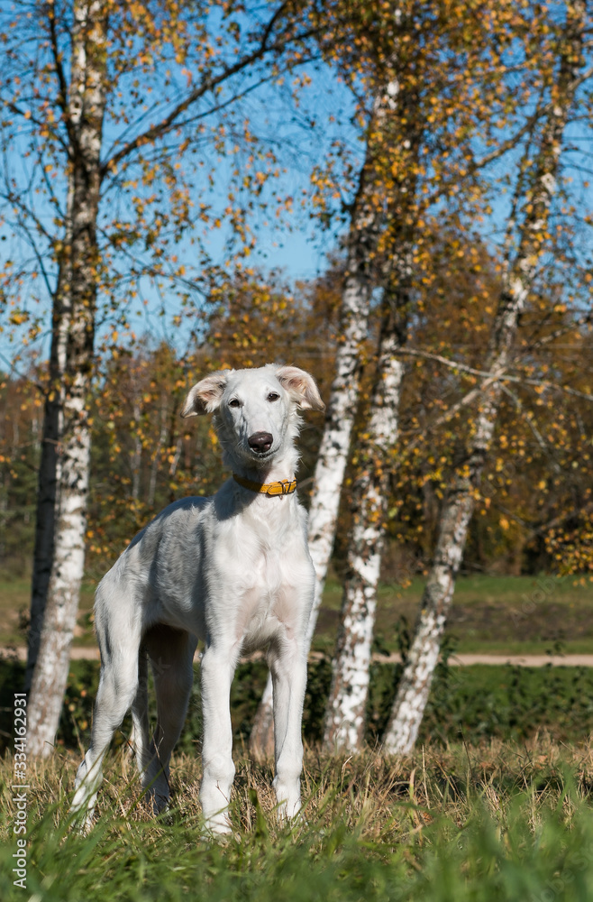 Borzoi dog puppy posing outside in beautiful autumn. Russian wolfhound white.	