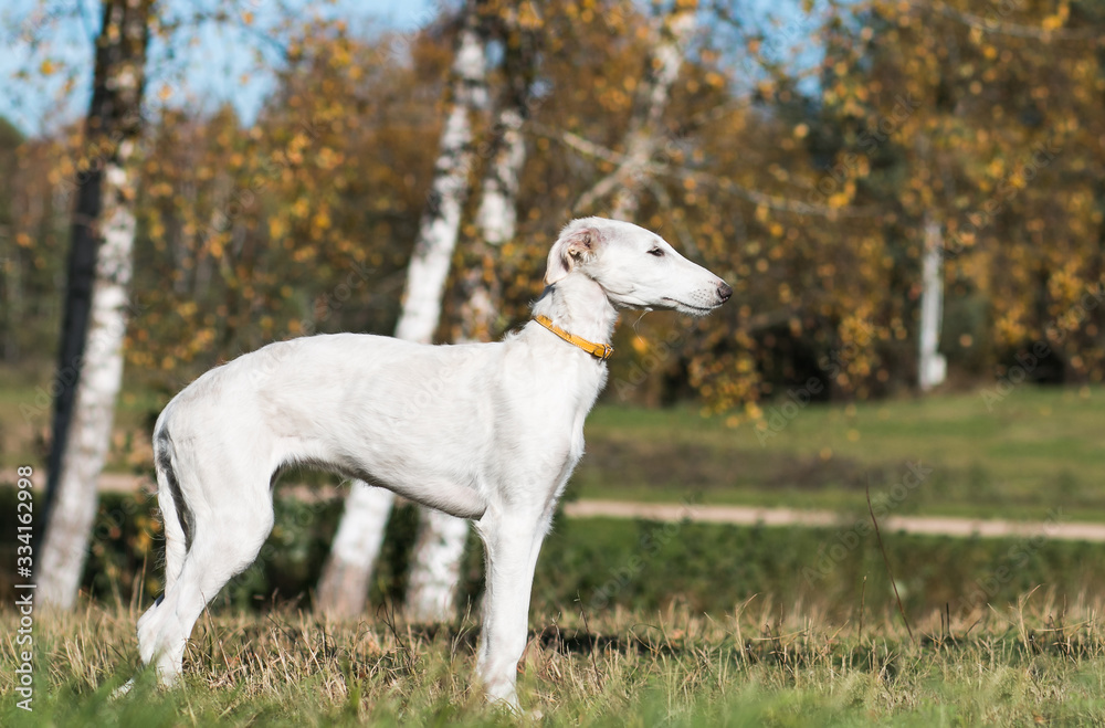 Borzoi dog puppy posing outside in beautiful autumn. Russian wolfhound white. Borzoi dog puppy posing outside in beautiful autumn. Russian wolfhound white.