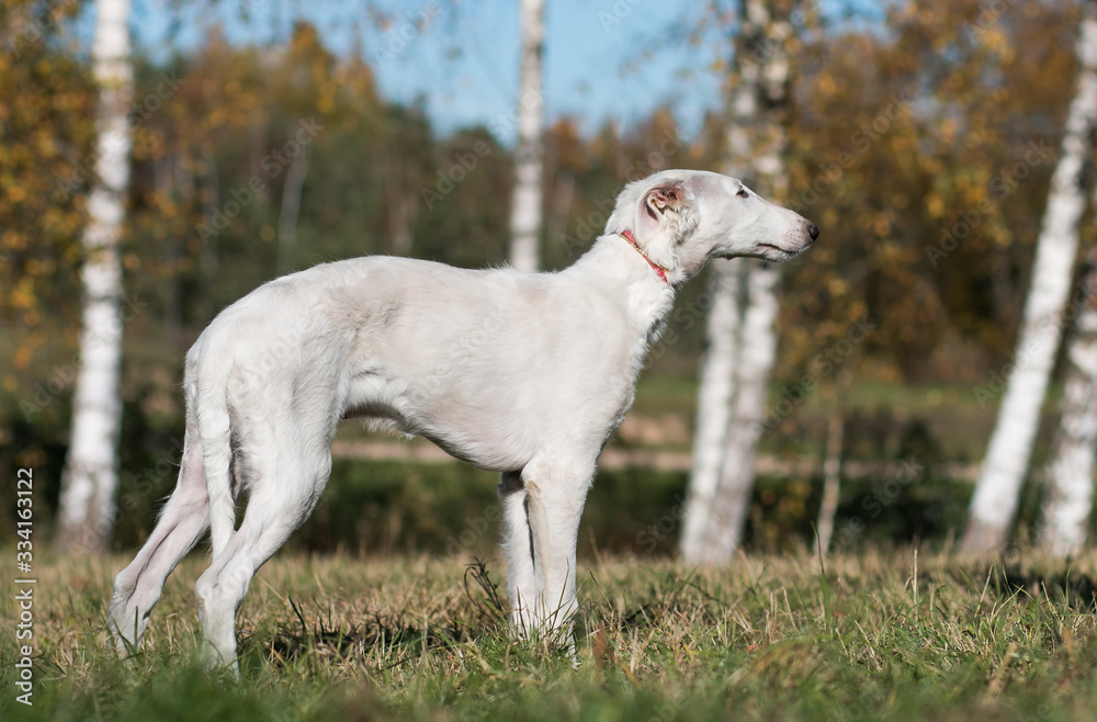 Borzoi dog puppy posing outside in beautiful autumn. Russian wolfhound white. Borzoi dog puppy posing outside in beautiful autumn. Russian wolfhound white.