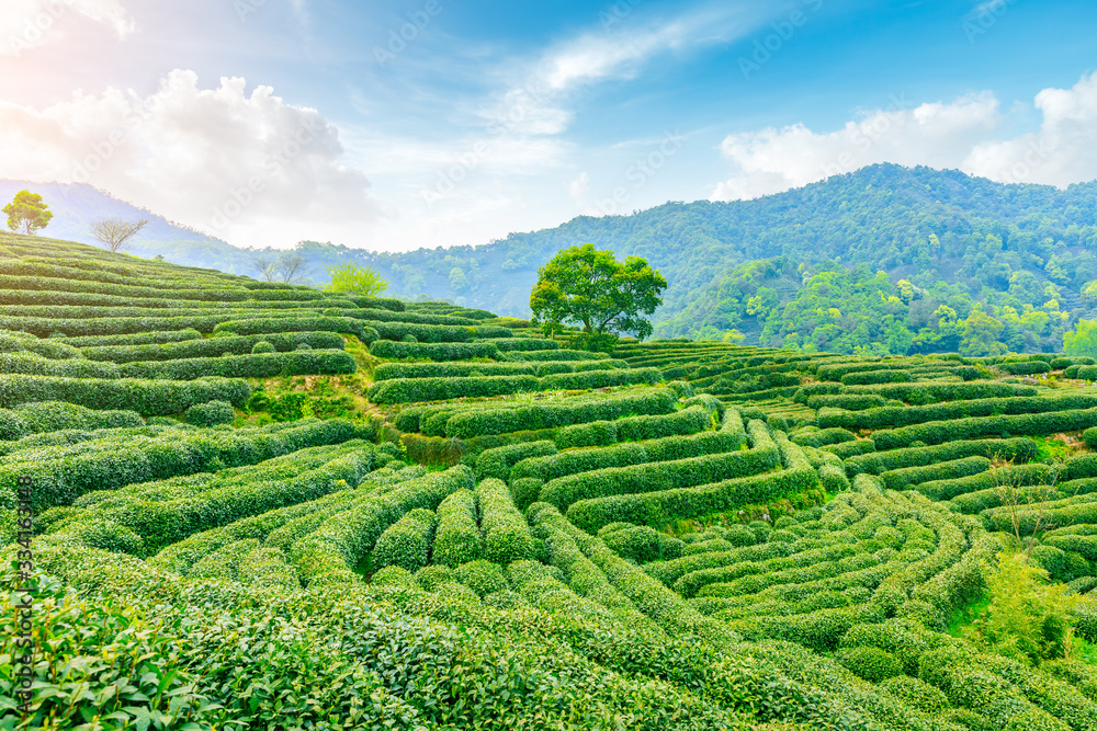 Tea plantation on sunny day,green nature landscape.