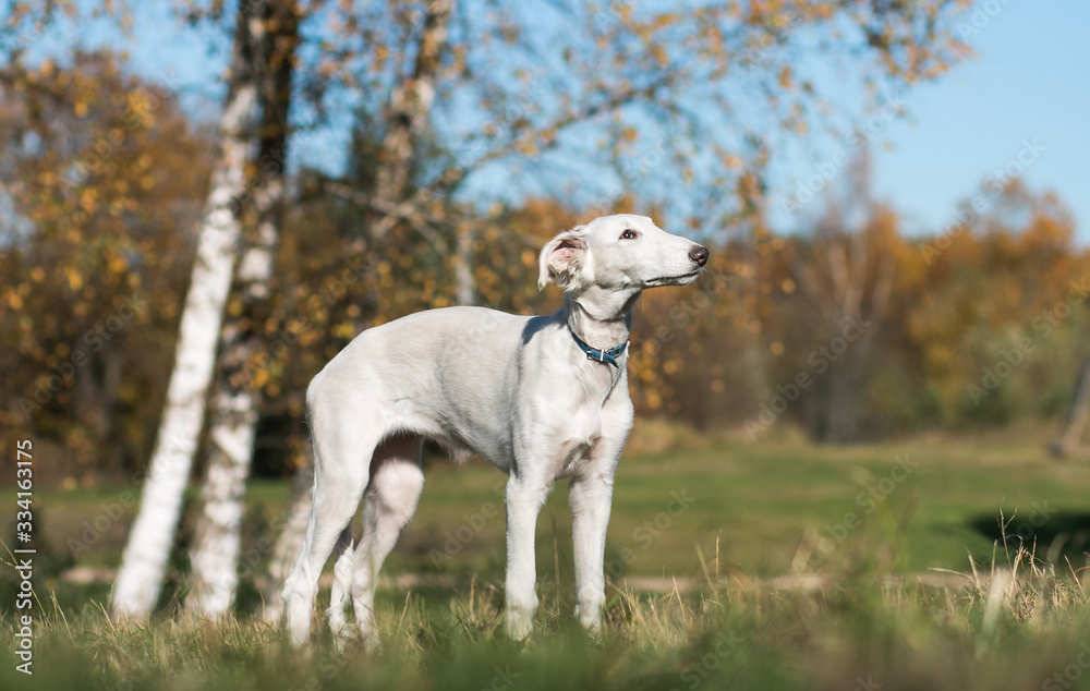 Borzoi dog puppy posing outside in beautiful autumn. Russian wolfhound white. Borzoi dog puppy posing outside in beautiful autumn. Russian wolfhound white.