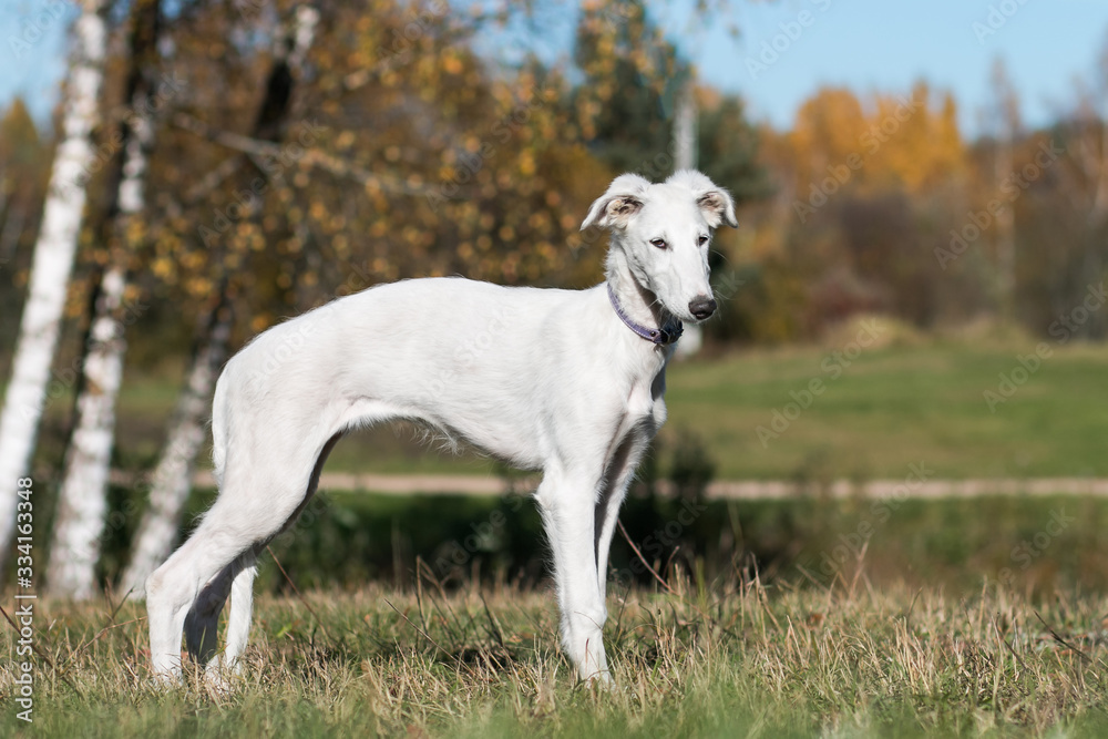 Borzoi dog puppy posing outside in beautiful autumn. Russian wolfhound white. Borzoi dog puppy posing outside in beautiful autumn. Russian wolfhound white.