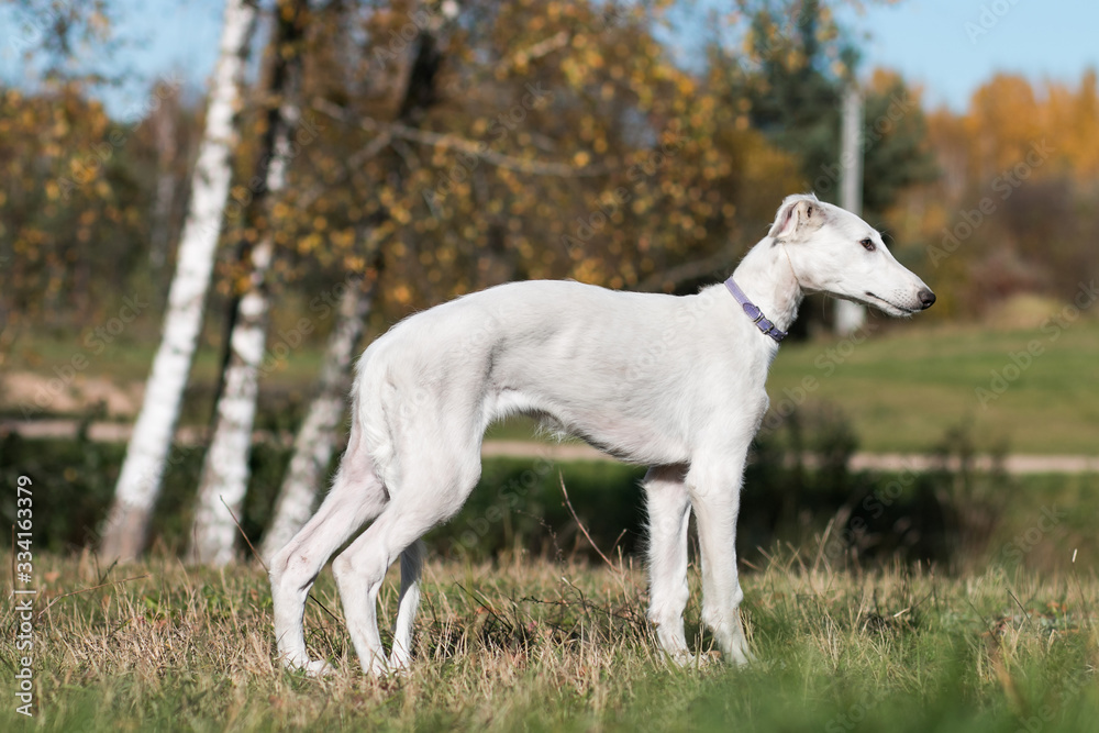 Borzoi dog puppy posing outside in beautiful autumn. Russian wolfhound white. Borzoi dog puppy posing outside in beautiful autumn. Russian wolfhound white.