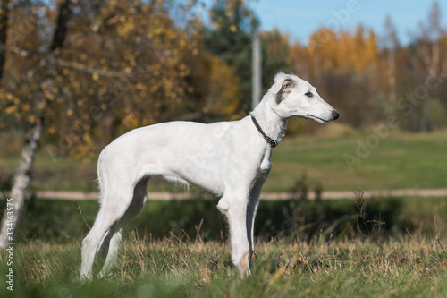 Borzoi dog puppy posing outside in beautiful autumn. Russian wolfhound white. 