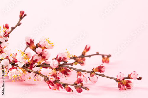 Beautiful bouquet of twigs blossoming apricots for congratulations