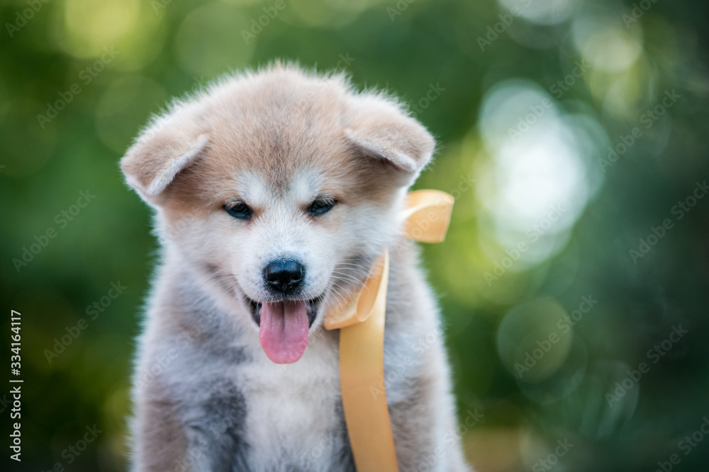 Akita inu cute puppy outside in green background. Akita inu cute puppy outside in green background.