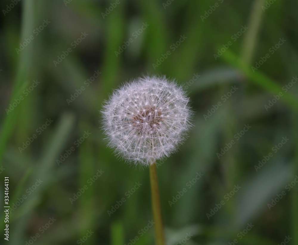 flower dandelion in a Sydney Park floating in the air ready to spread its seeds flower dandelion in a Sydney Park floating in the air ready to spread its seeds