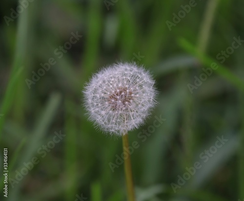 flower dandelion in a Sydney Park floating in the air ready to spread its seeds