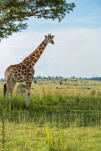 Lonely giraffe under a tree in the shadow