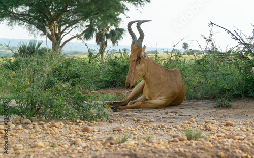 Hartebeest in Uganda  Murchison Falls