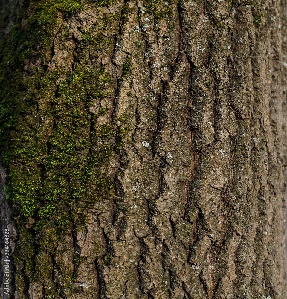 Naklejka premium Bark texture. Square shot. Natural texture.