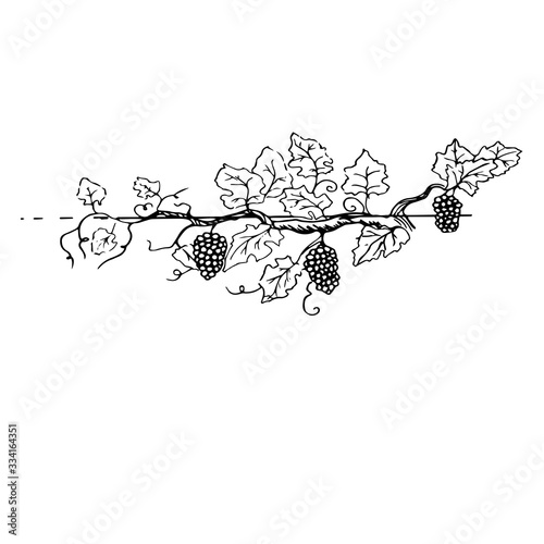 a branch of a noble bush of grapes
