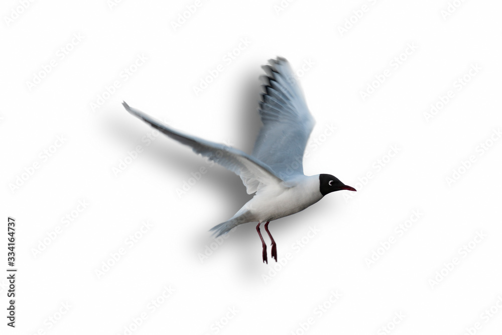 Black headed seagull isolated with shadow on white background for 3D effect Black headed seagull isolated with shadow on white background for 3D effect