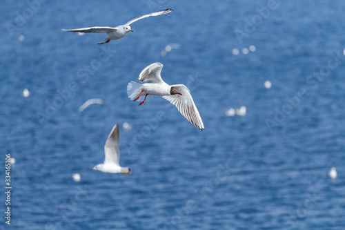 Sea gulls fly on the sea © Farmer