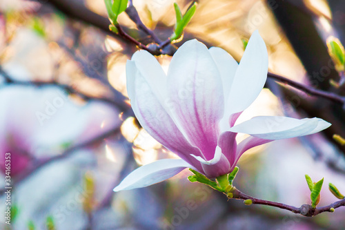 magnolia in sun light. beautiful springtime background