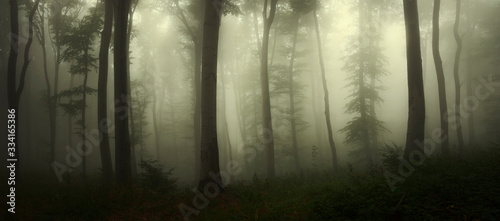 dark scary woods, panoramic forest landscape