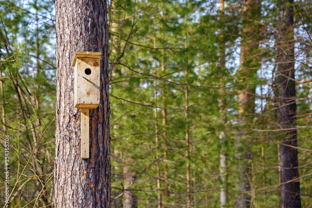 A homemade birdhouse hangs from a tree in a coniferous forest on a sunny day.