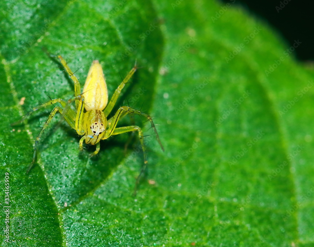 Macro Photography of Jumping Spider on Green Leaf Macro Photography of Jumping Spider on Green Leaf